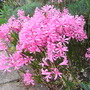 Nerine bowdenii