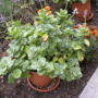 Scardy Cat Plant - Coleus Canina (Coleus Canina)