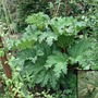 Gunnera tinctoria (Gunnera tinctoria)