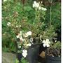 Rosa pimpinellifolia