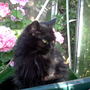 Lara and geraniums in the potting shed