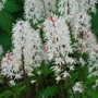 Tiarella