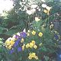 Violas