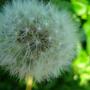 Taraxacum