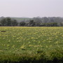 Cow Slips