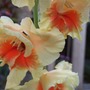 Cream and orange Gladiolus (Gladiolus)