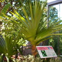 Pandanus bapthisii - Pandanus, Hala Tree (Pandanus bapthisii)