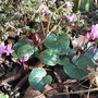 Cyclamen repandum