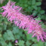Sanguisorba obtusa