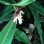 Sarcococca humilis