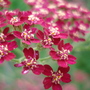 Achillea (Achillea ageratum (Yarrow))