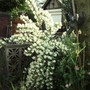 Philadelphus coronarius