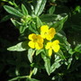 Erysimum