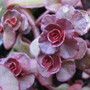 Sedum spurium