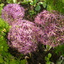 allium christophii (allium christophii)