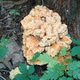 wild fungi
