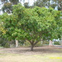 Ficus lutea - Zulu Fig (Ficus lutea - Zulu Fig)