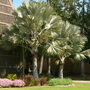 Bismarckia nobilis - Bismarck Palm (Bismarckia nobilis (Bismarck Fan Palm))