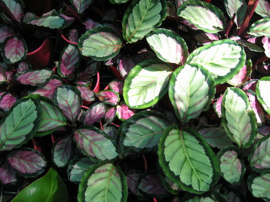 Maranta plants