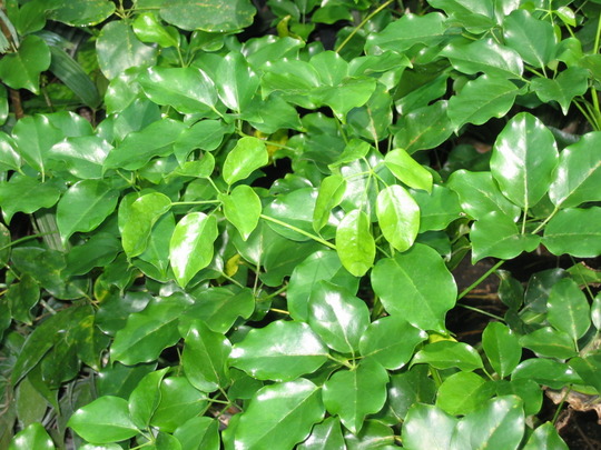 Schefflera arboricola  (Schefflera arboricola)