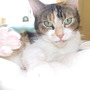 Puss (ii)
