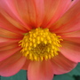 Dsc02092