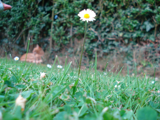 The common daisy (Bellis perennis (Common Daisy))