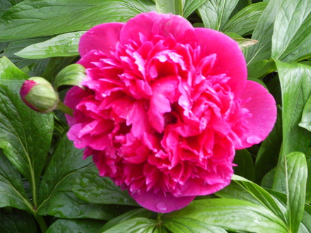 Peony