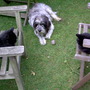 Pepper, Lara & Paddy