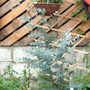 Snow_gum