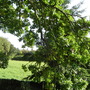 Strathmore Valley