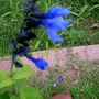 Pict0015