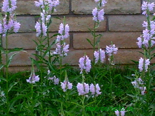 The Obedient PLANT (Physostegia virginiana)