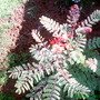 Pict0027