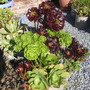 aeoniums
