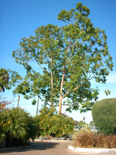 Eucalyptus deglupta - Mindinao Gum, Rainbow Eucalyptus (Eucalyptus deglupta - Mindinao Gum)