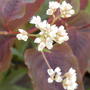 Persicaria