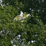 Andrea, our baby Cokcatoo enjoing a summer shower on an apple tree