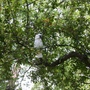 Andrea, our baby Cokcatoo enjoing a summer shower on an apple tree