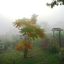 Rhus typhina