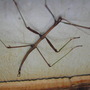 Walking Stick