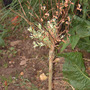 salix_001.jpg