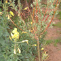 salix_002.jpg