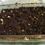 14_jan_2008_geranium_seeds