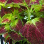 Strawberry (Solenostemon scutellarioides (Coleus))