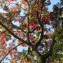 Quercus coccinea