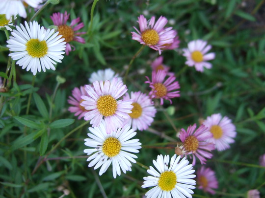 Erigeron karvinskianus (Erigeron aureus (Fleabane))