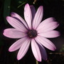 Osteospermum jucundum (Osteospermum jucundum)