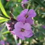 Erysimum 'Bowles Mauve'