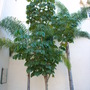 Schefflera